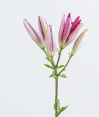 Pink lilies bunch on white background