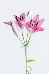 Pink lilies bunch on white background