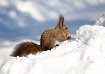 Naklejka na ściany i meble Squirrel in snow. Squirrels are members of the family Sciuridae,
