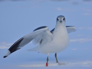 The common gull (Larus canus) on snow