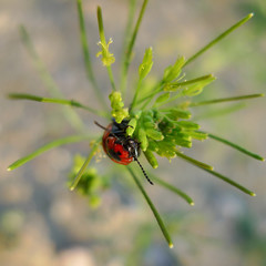 Ladybug closeup on blurred background