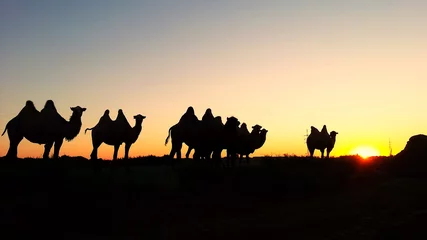 Papier Peint photo Lavable Chameau Caravan of camels in the backdrop of the setting sun, Baikonur,