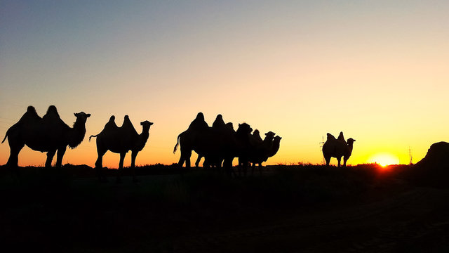 Caravan of camels in the backdrop of the setting sun, Baikonur,
