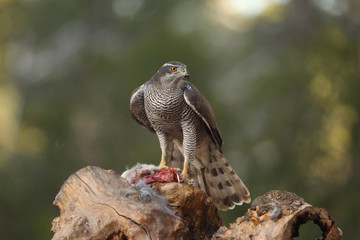 Goshawk 