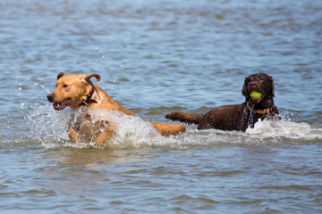 Spielender Hund am Strand