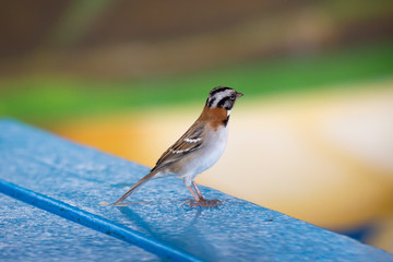 Spatz auf Tisch