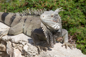 Leguan auf Felsen