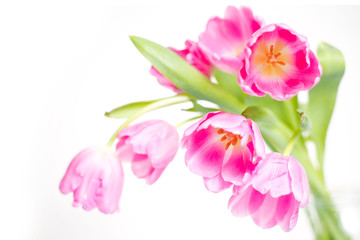 Fototapeta premium Beautiful bouquet of purple tulips.Shallow depth of field