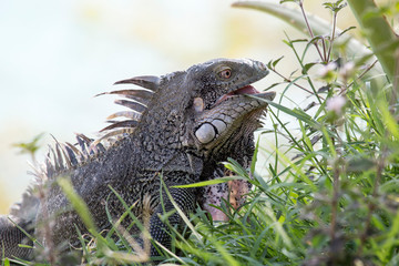 Leguan im Gras