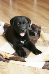 Beautiful black labrador puppy on plaid
