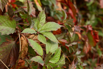 Green tree leaves in the park