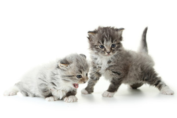 Small kittens isolated on white