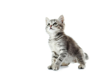 Fototapeta premium Beautiful cat isolated on white background
