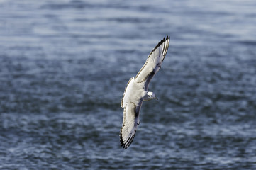 Bonaparte's Gull banking in flight