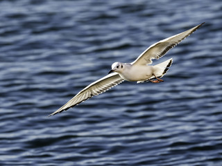 Bonaparte's Gull low over water