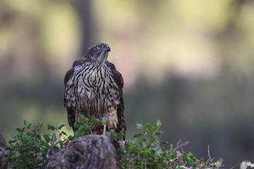 Goshawk