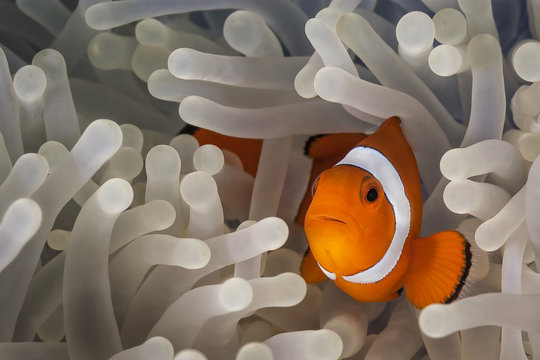 clownfish 4