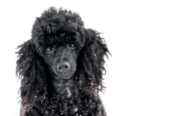 Black Poodle in snow