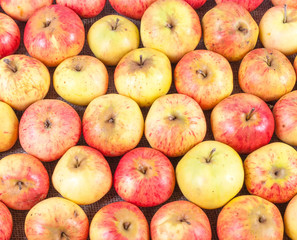 Top view of a red apples lying in rows