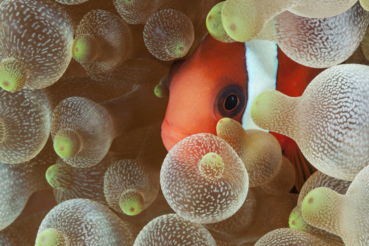 clownfish 3