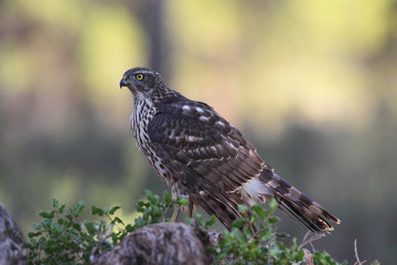 Goshawk