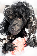 Black Poodle in snow with red Ball