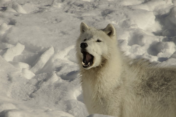 arctic wolf howling