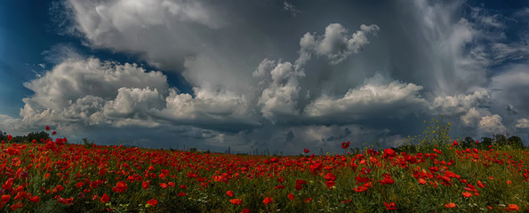 The storm, looming on the poppy field