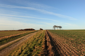 Fototapeta na wymiar Farming landscape in winter with a track leading to trees and a trig point on a tumulus or ancient burial mound