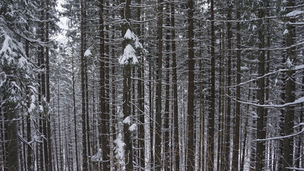Las zima 3 © Szymon