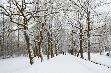 Fototapeta na wymiar The trees stand in the snow.