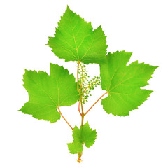 fresh grape leaves isolated on white