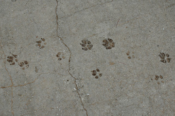 dog paws animal tracks