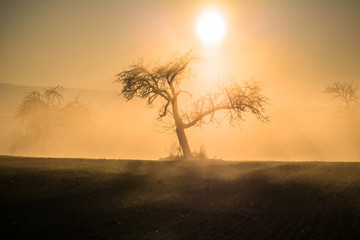 Baum in Winter und Nebel am Morgen