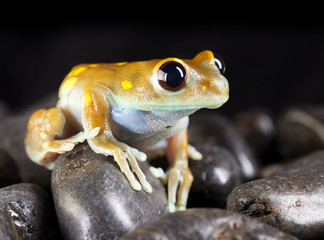 Little frog in studio
