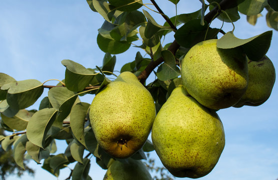  pears, agricultural enterprise, a garden, a small business,