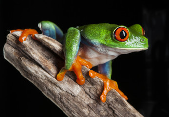 red eye frog