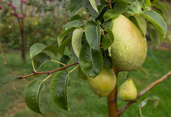growing pears, agricultural enterprise, a garden, a small business,
Belarus,