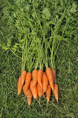 Carrots