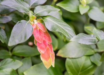 Shrimp Plant Bloom Closeup