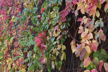 colorful autumn vine leaves