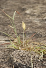 Small plant in front of a rock