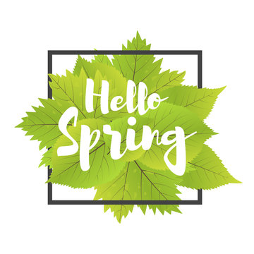 Hello spring. Lettering with hand drawn letters. Label and banner template with green leaves with frame vector illustration.