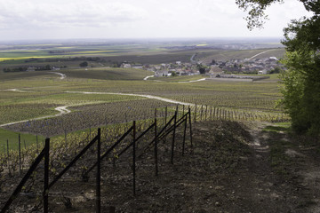 pilgrim to rome : via francigena