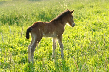 Fohlen auf der Weide