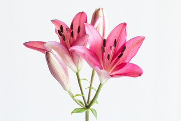 Pink lilies bunch on white background