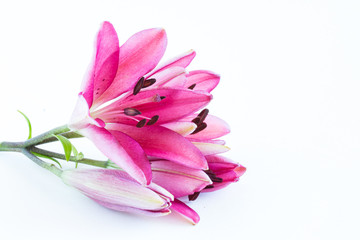 Pink lilies bunch on white background