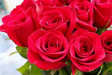 Close up of red roses.