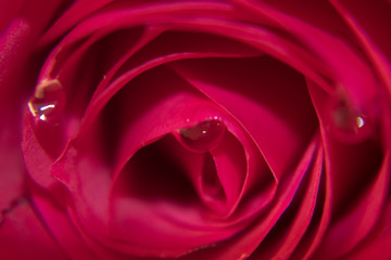 Rose close up with water droplets