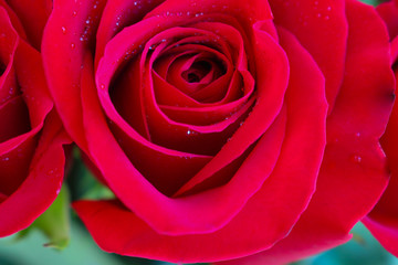 Close up of red roses.